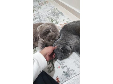 Oğluma gelin arıyorum 8 aylık safkan ırk kediler