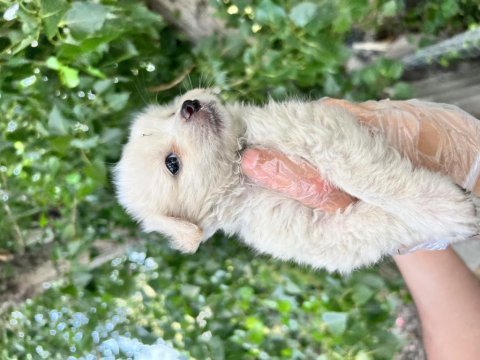 Terrier yavrularımız bursa türkiye tüm iller