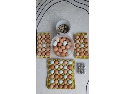 Kuluçkalık yumurta