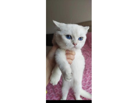 Aqua gözlü sakin kızım british shorthair