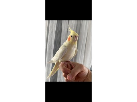 Erkek sultan papağanı lutino