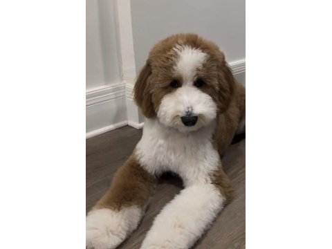 Tüy dökmez antialerjik labradoodle yavruları