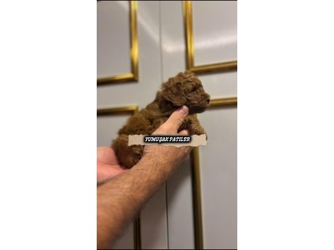 Koyu kızıl poodle