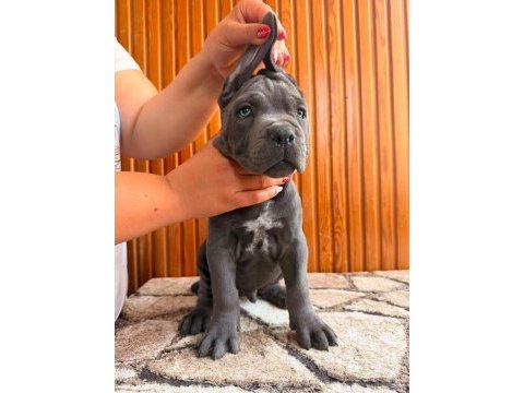 Cane corso türünün en iyilerinden 