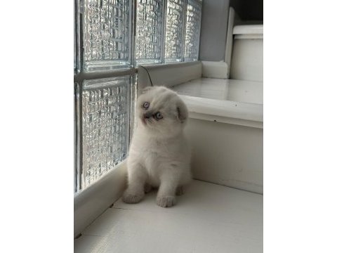 Yeni doğmuş minik british shorthair yavrular