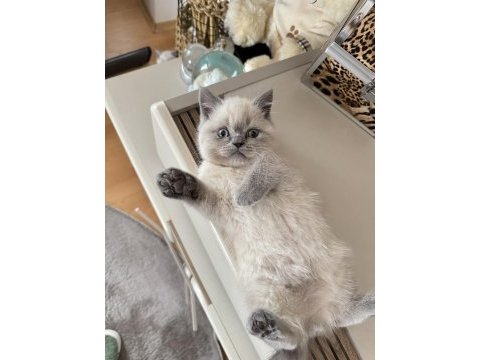 Safkan british shorthair blue point