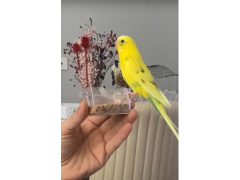 Kafesiyle beraber ele yabancı değil eğitilebilir kuşumuz
