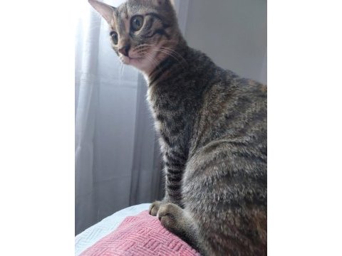 Tekir 2 aylık kedimiz