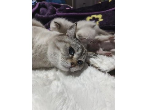 1 buçuk yaşında erkek british shorthair