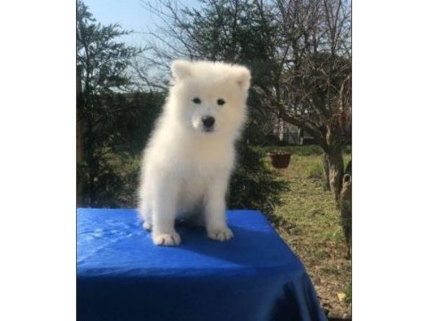 Irk ve sağlık garantili samoyed yavrularımız