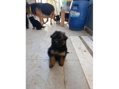 Germany wolf puppies uygun