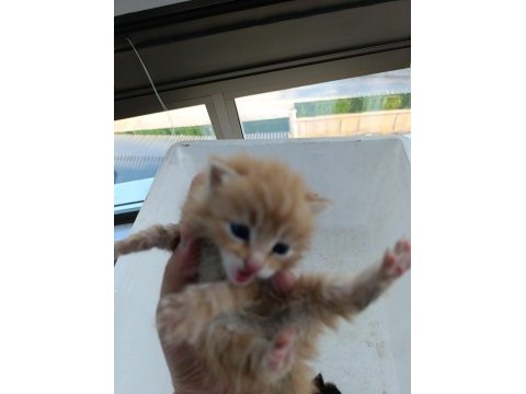 3 adet kedimiz
