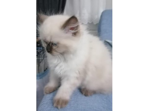 Ragdoll bebekler rezerve açık