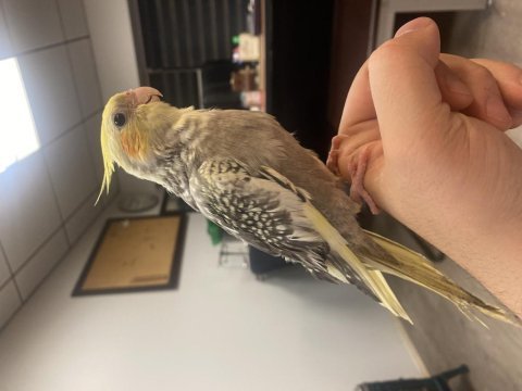 4 aylık erkek full evcil sultan papağanı