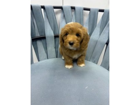 Orjinal maltipoo yavru