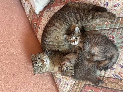 Yavru kırık kulak scottish fold