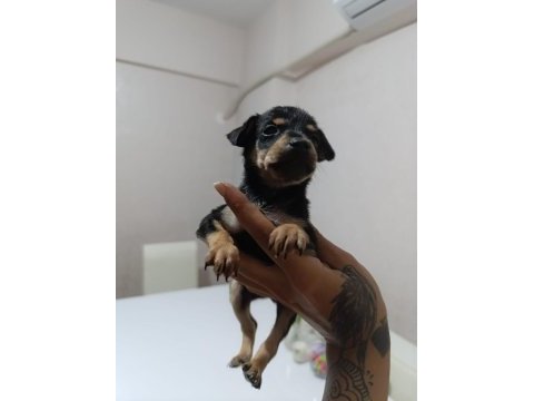 Erkek dişi pinscher yavrularımız
