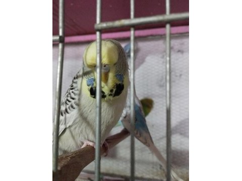 Jumbo muhabbet kuşu