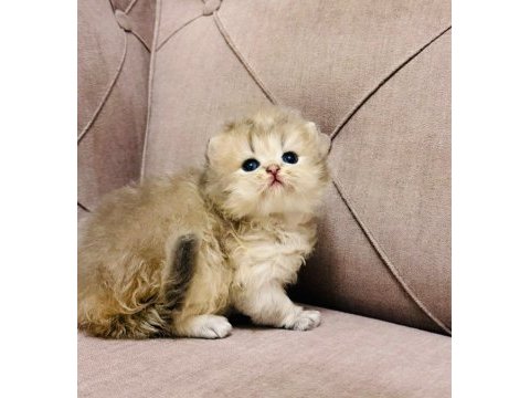 Show kalite safkan british longhair yavrular