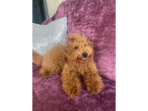 5 aylık dişi poodle