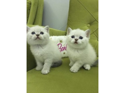 A kalite bluepoint linx point british bebekler