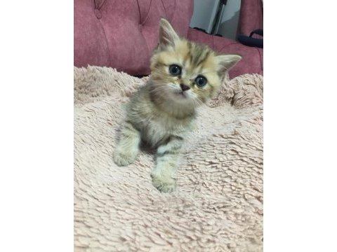 Erkek british shorthair yavru kedimiz