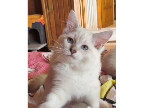 Secereli ragdoll