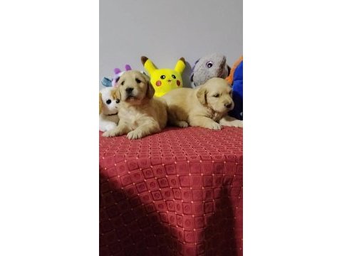 Golden retriever 34 günlük