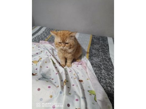 Persian red tabby iran kedisi