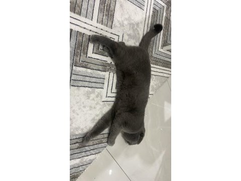 Scottish fold kedisi 1 yaşında