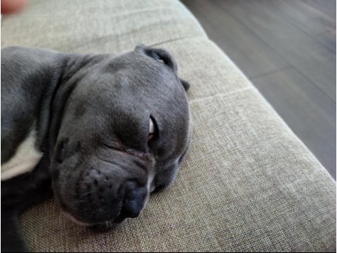 İstanbul beylikdüzünden cane corso