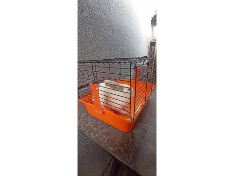 Erkek 8 aylık evcil tavşan