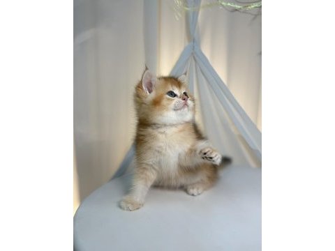 Show class golden british shorthair prenses