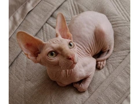 4 aylık erkek safkan sphynx