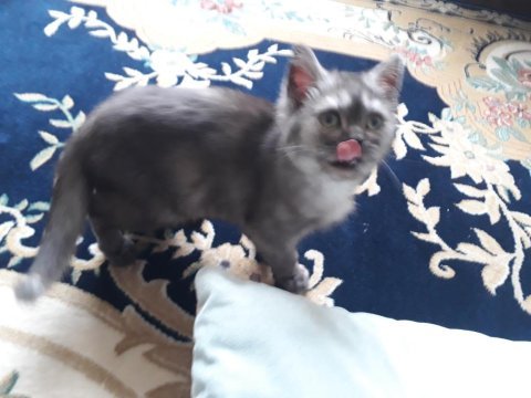 3 aylık british shorthair