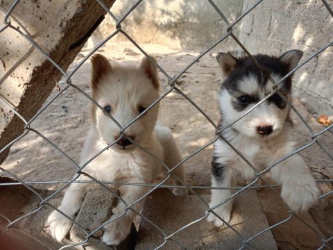 Orjinal husky