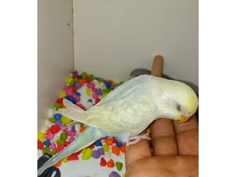 Rainbow yavru muhabbet kuşu