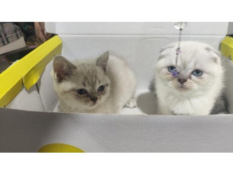 Kar topu scottish fold yavruları
