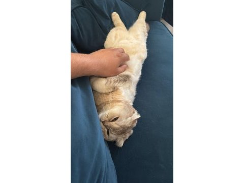 Scottish fold 1.5 yaşında