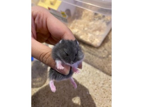 Yavru gonzales hamster