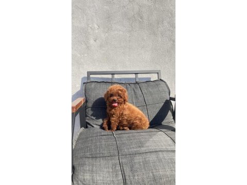 Toy poodle kore kanı a kalite