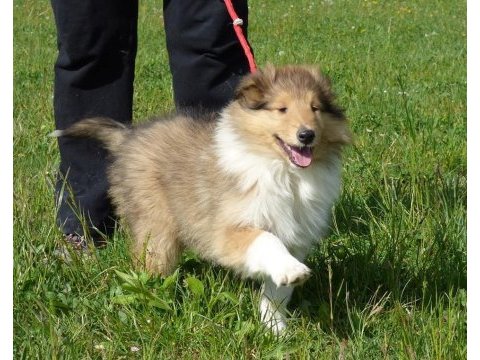 Rough collie ( lessie ) yavruları