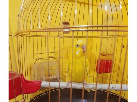 Limonata dişi kızgın muhabbet kuşu