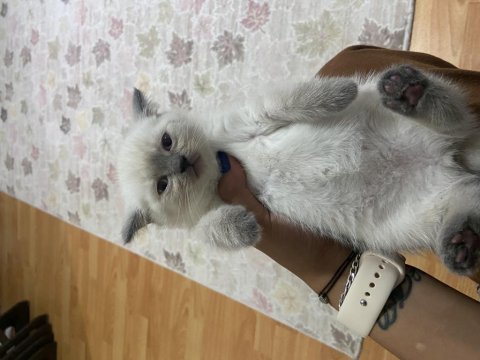 British yavru kedi