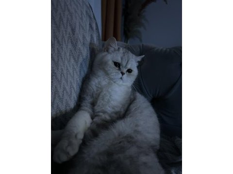 Yetişkin british shorthair dişi