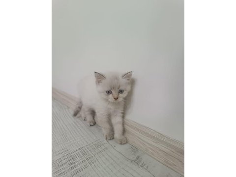 Yavru british shorthair