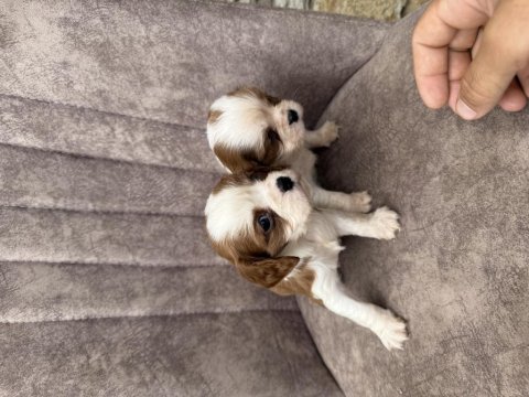 Cavalier king charles köpekler