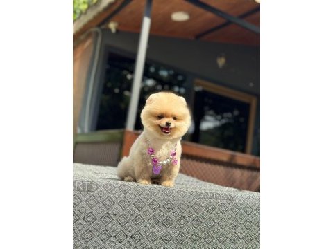 Pomeranian boo yavrumuz