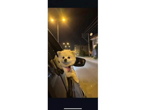 Pomeranian boo 14 aylık