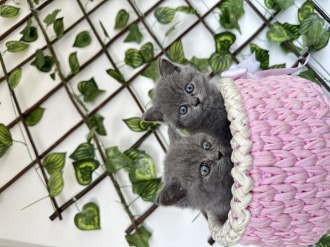 British shorthair kedimiz